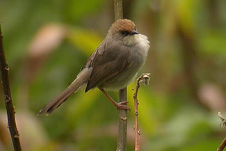 Chubb-graszanger - Cisticola chubbi